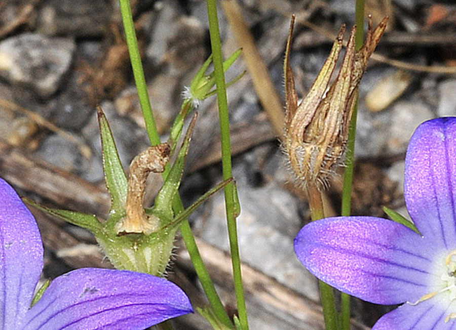 Dalla Grecia: Campanula da det/conf.